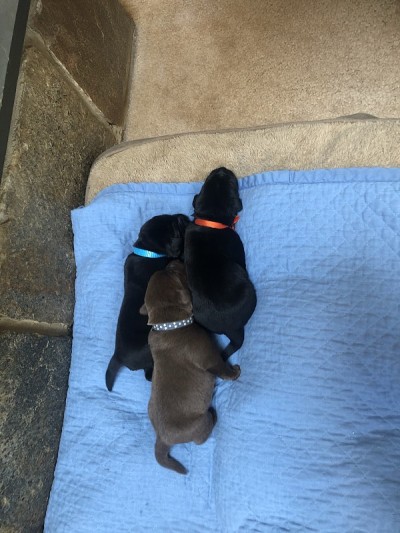 拉布拉多幼犬