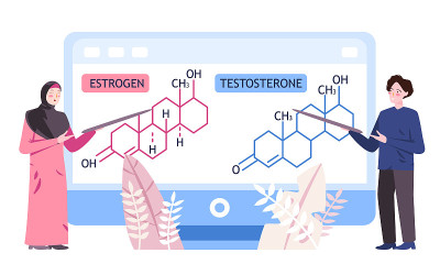 讲授雌激素分子为女性荷尔蒙分子为男性荷尔蒙分子为现代平色背景矢量插图