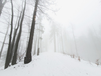 极简主义的冬季景观，树下的雪，雾，霜
