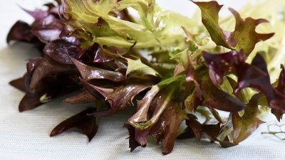 萝萝生菜沙拉叶