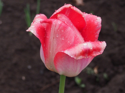 郁金香花