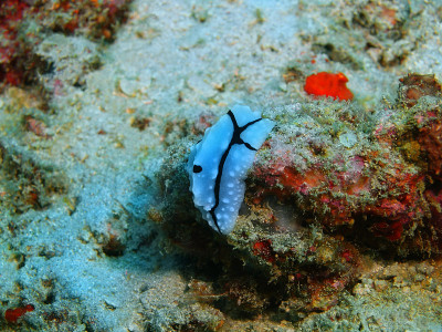 真正的海蛞蝓