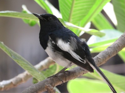 东方Magpie-Robin
