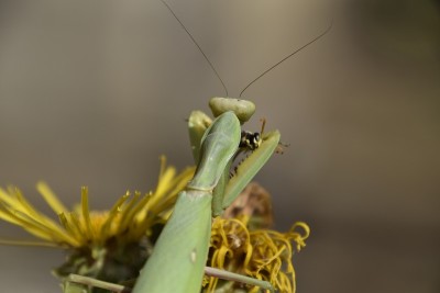 雌螳螂吞食黄蜂