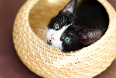 猫宝宝