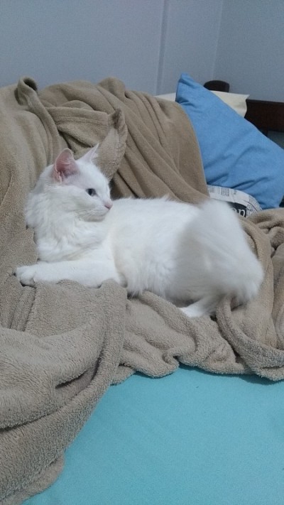 土耳其安哥拉猫