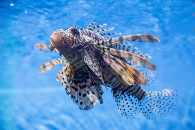 狮子鱼在水族馆旅游海洋动物