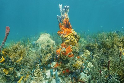 加勒比海珊瑚礁与丰富多彩的海洋生物