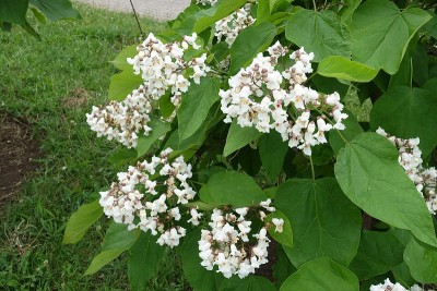 六月梓树白色花的宽圆锥花序