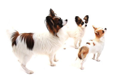 蝶耳犬和吉娃娃隔离