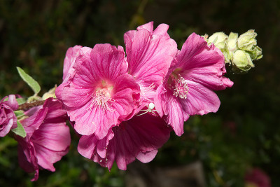 锦葵Lavatera(树)