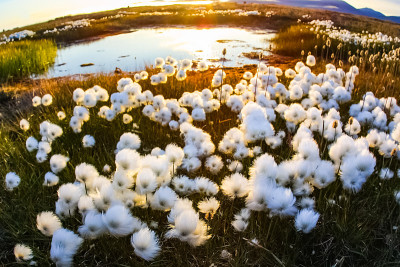 楚科特卡的苔原植物、草和花。