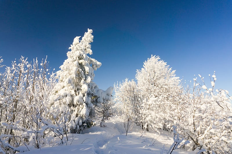 冬季森林的树木在山顶覆盖着新鲜的雪。晴朗的天气和蓝天。