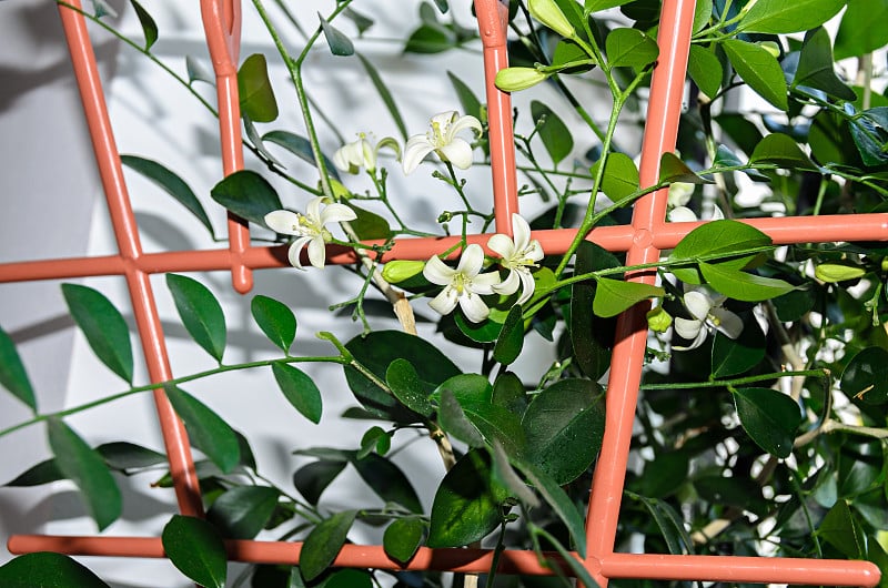 白色花的Murraya paniculata，茉莉门(Murraya exotica, Chalca