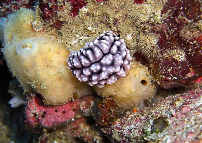 菲律宾海的海蛞蝓或海蛞蝓(海蛞蝓)