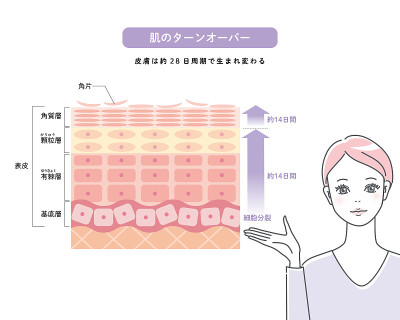皮肤周转、皮肤结构与女性