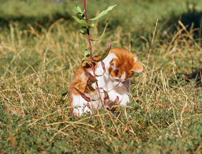 草丛里的小猫。