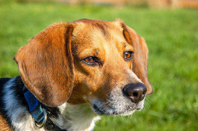美丽的小猎犬