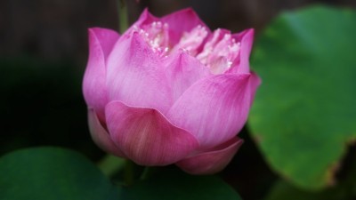 盛开的莲花