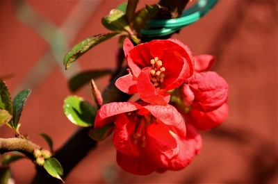 花园花-日本榅桲