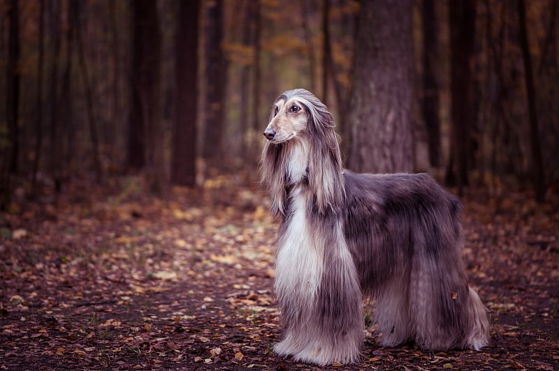 狗，华丽的阿富汗猎犬，全身画像，背景是秋天的森林，文字空间，色调红色