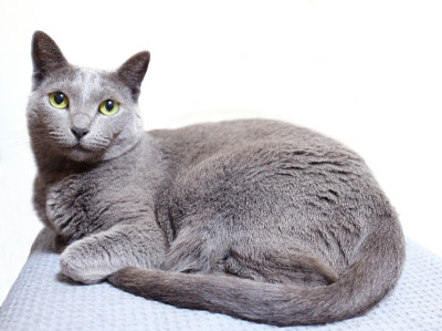 russianblue猫
