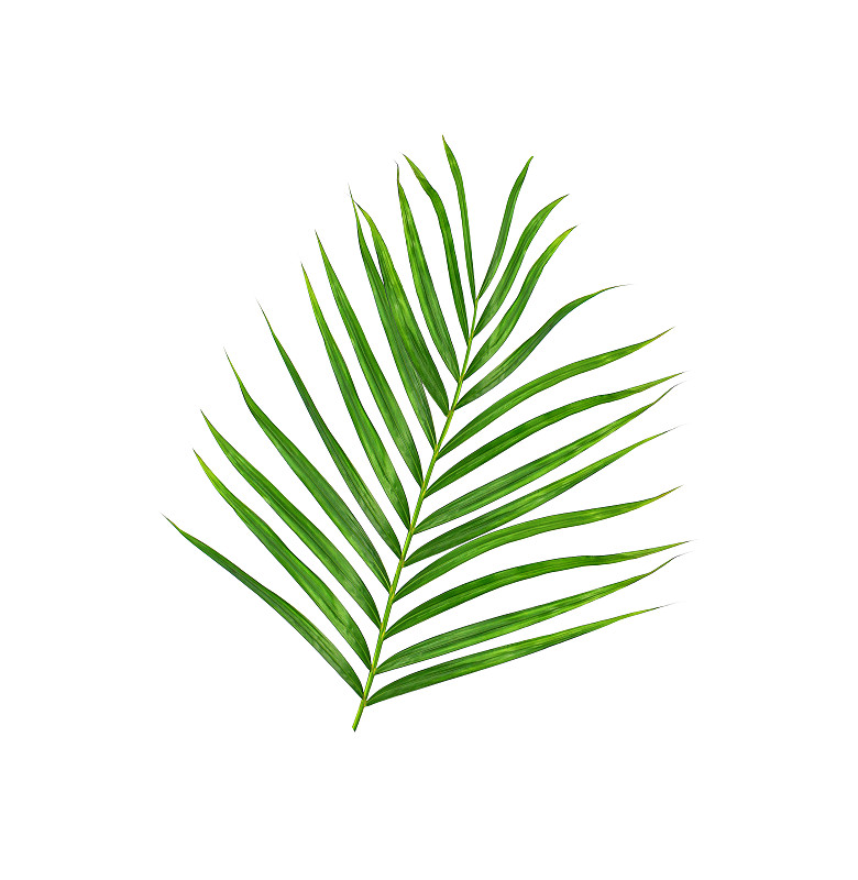 白色背景上的绿叶棕榈树