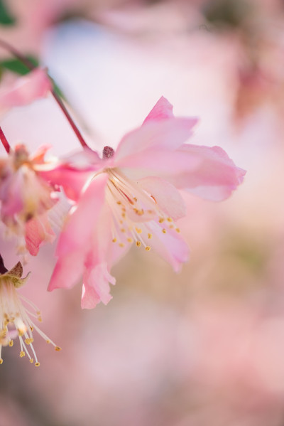 公园里粉红色的樱花