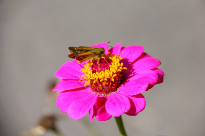 花朵和蝴蝶