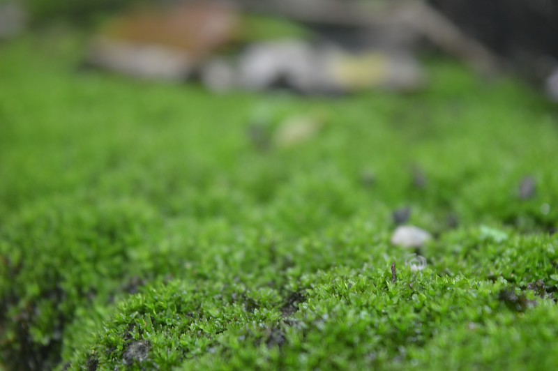 苔藓美丽喀拉拉邦