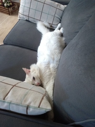 土耳其安哥拉猫