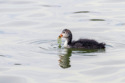 欧亚白骨鸡(Fulica atra)游泳
