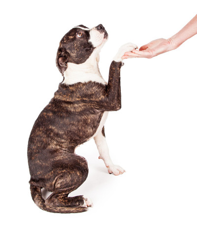 听话的梗犬握手