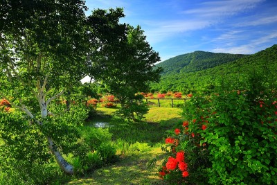 蓝天和仁日杜鹃花