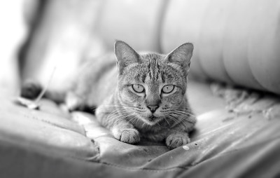 猫