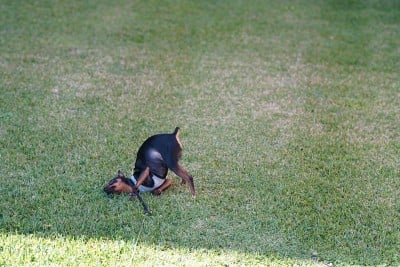 公犬(Min Pin)