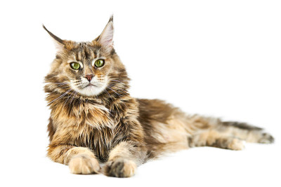 成年缅因猫，隔离