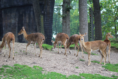 Eld's deer (Panolia eldii)