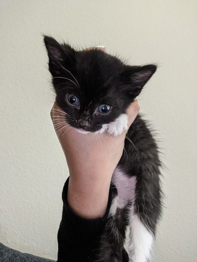 小猫