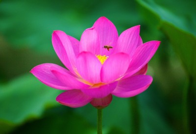 莲花