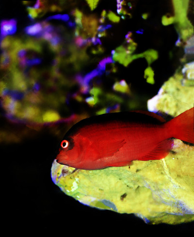 红艳火焰鹰鱼- (new ocirhites armatus)