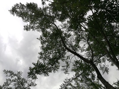 在乌云的映衬下，有一棵树的剪影