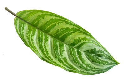 热带植物的叶子