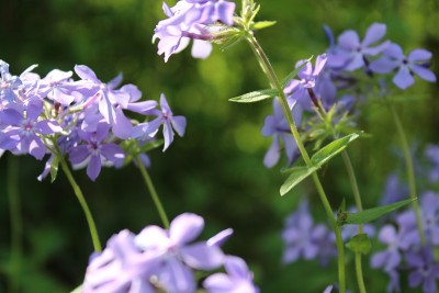 紫色的花