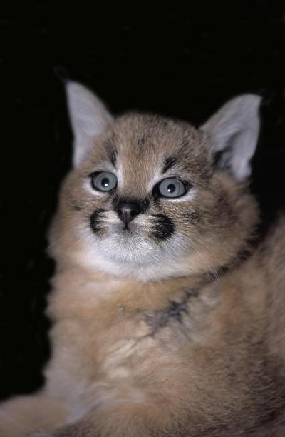 野猫，野猫，年轻的肖像