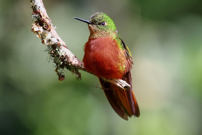 Chestnut-breasted冠状头饰蜂鸟