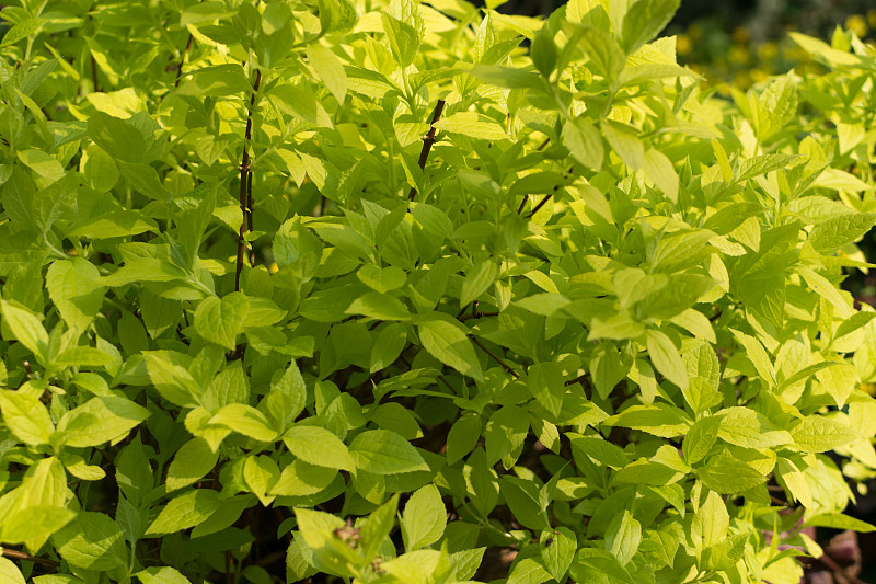 冠状花，甜山茱萸或英国山茱萸