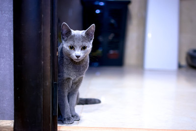 一只俄罗斯蓝猫躺在地板上