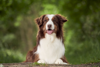 澳大利亚牧羊犬
