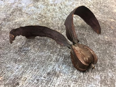 Dipterocarpus intricatusi，有翼种子
